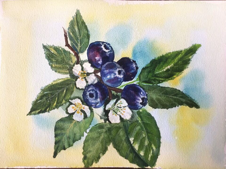 Blueberries watercolour artwork